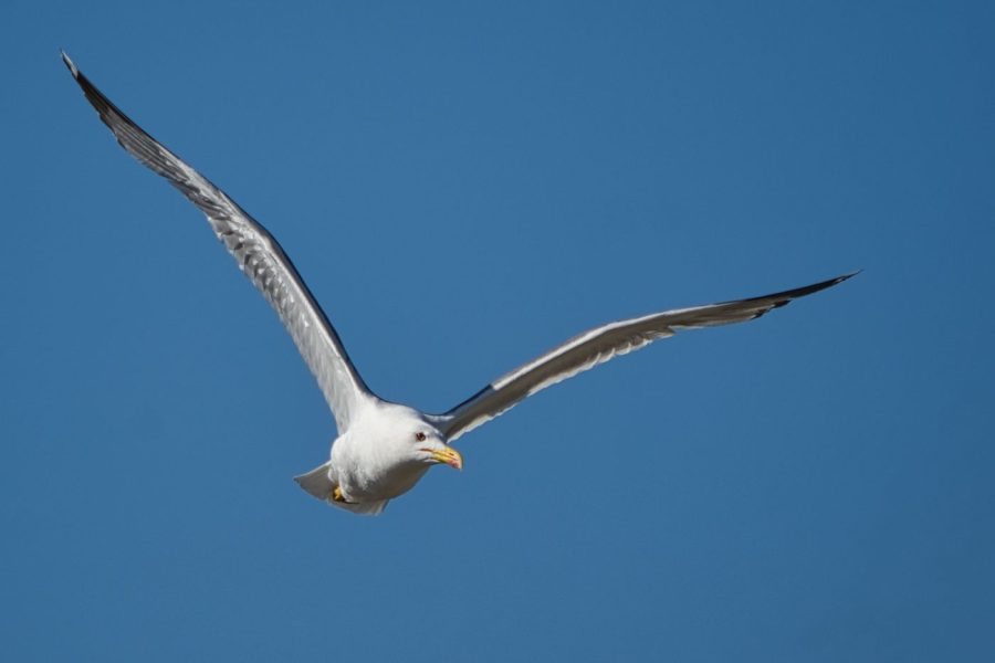 Best Camera for Bird Photography in 2026