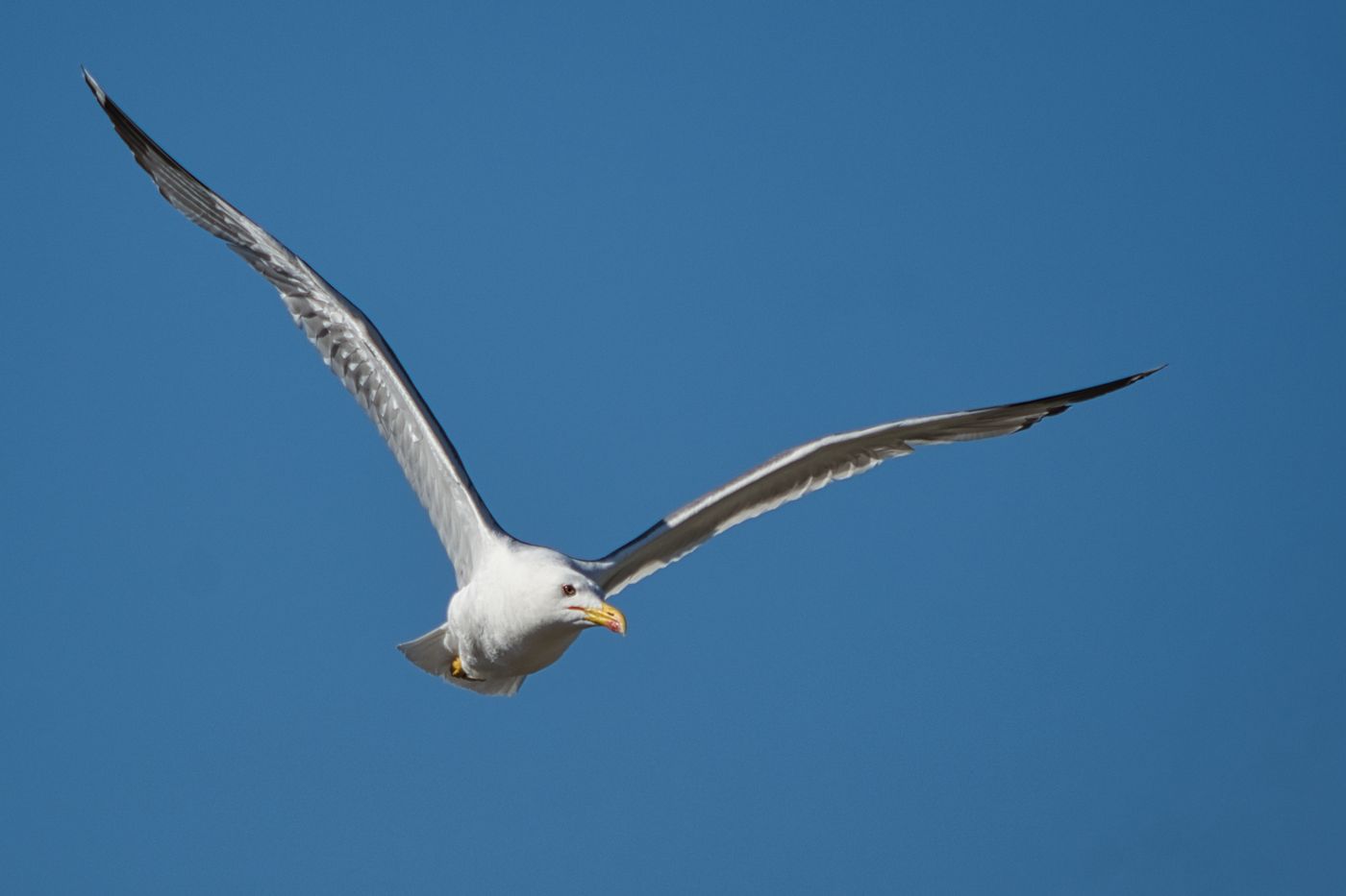 Best Camera for Bird Photography in 2026