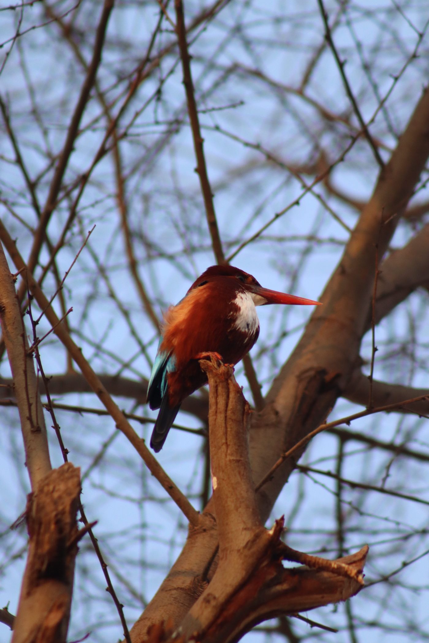 A kingfisher with an orange body and red beak perched on a bare branch against a pale sky.