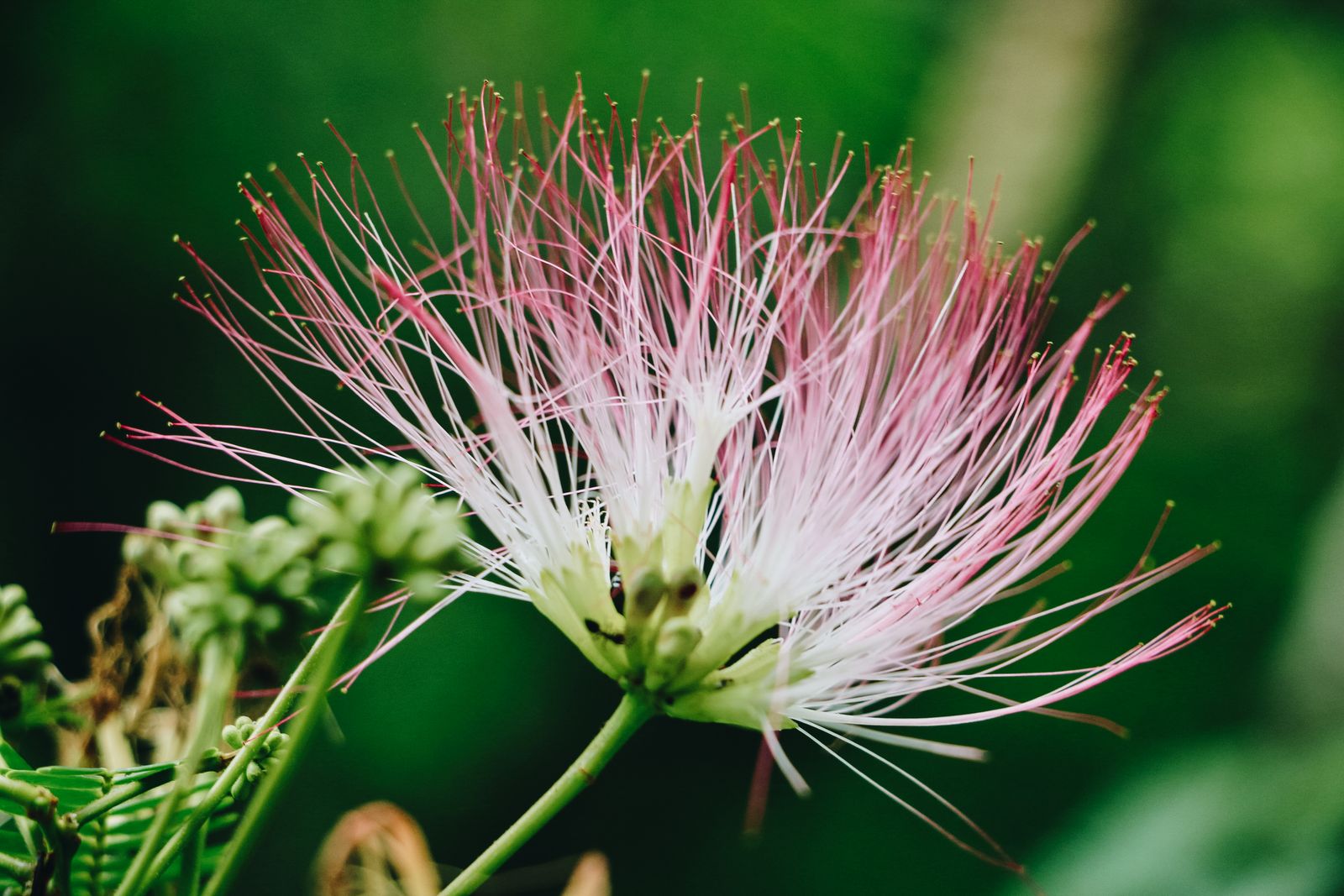 Macro photograph of a pink and white flower with long fine filaments against a dark green background