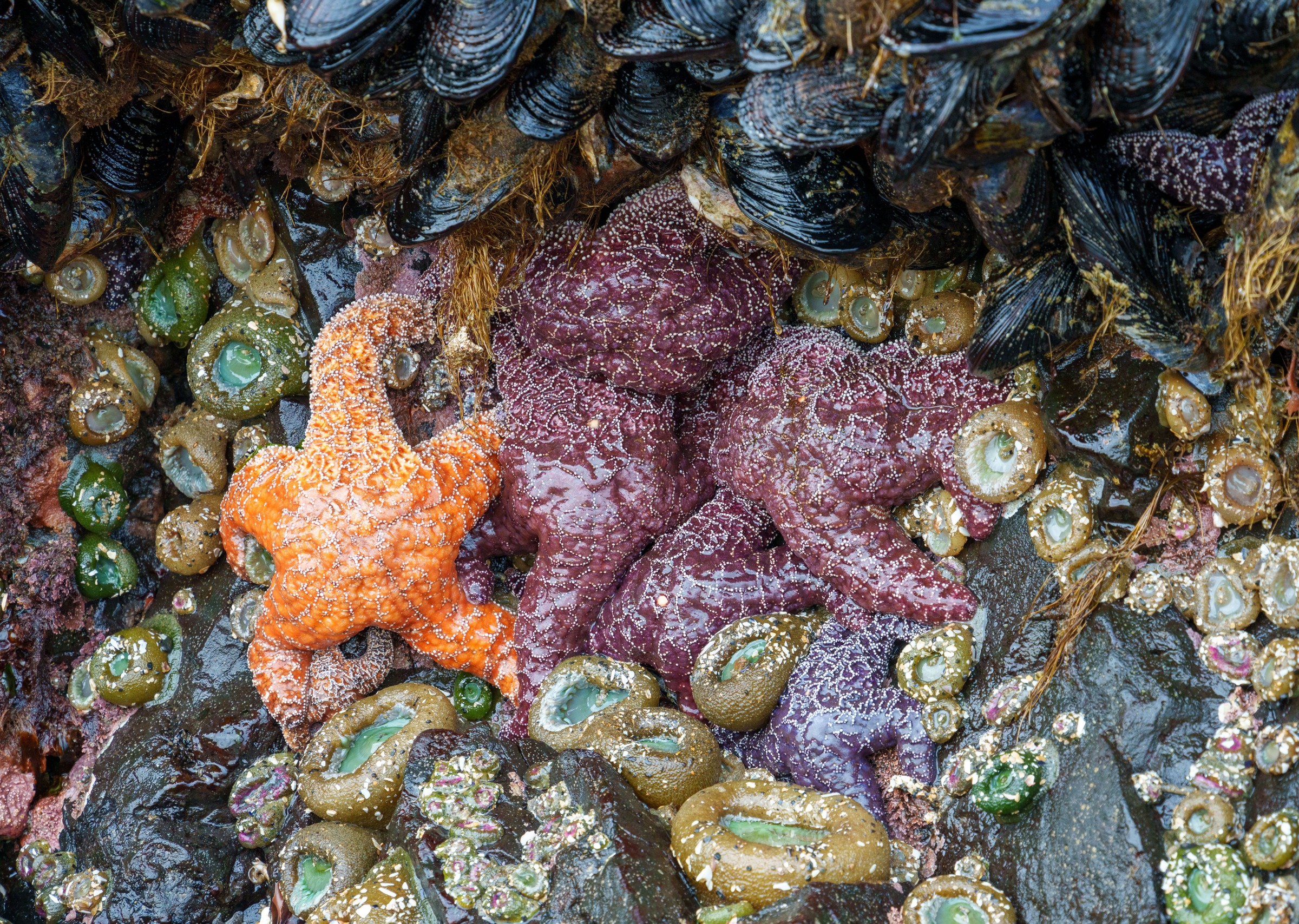 Sea stars, anemones and mussels on intertidal rock at Cannon Beach