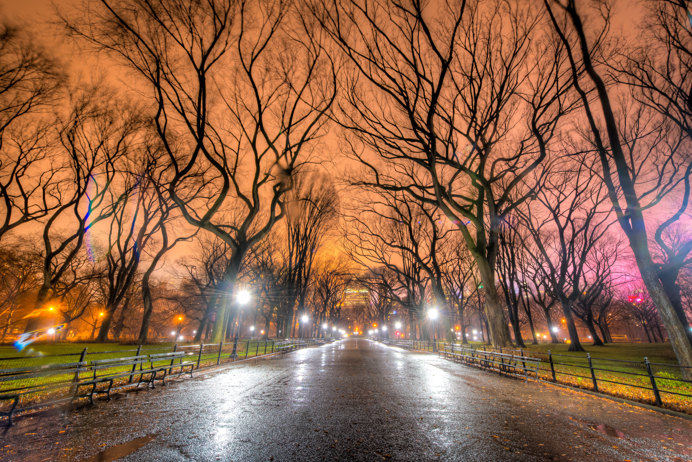 A wet Central Park path at night under glowing lamps and bare winter trees