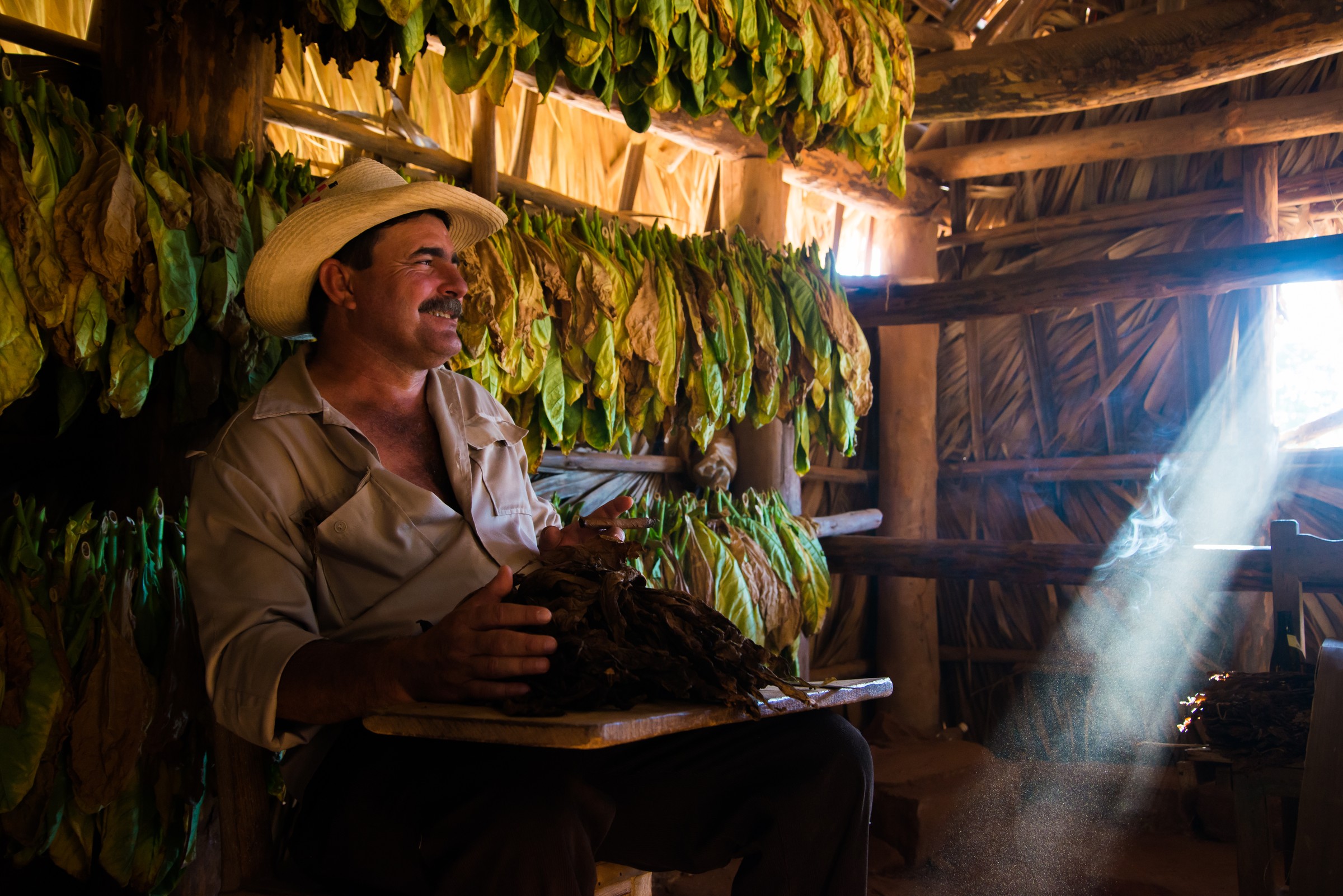 A cigar farmer sorting tobacco leaves in a dim curing barn in Vinales, Cuba, a shaft of light cutting through deep shadow - a high-ISO frame where luminance and color noise both live