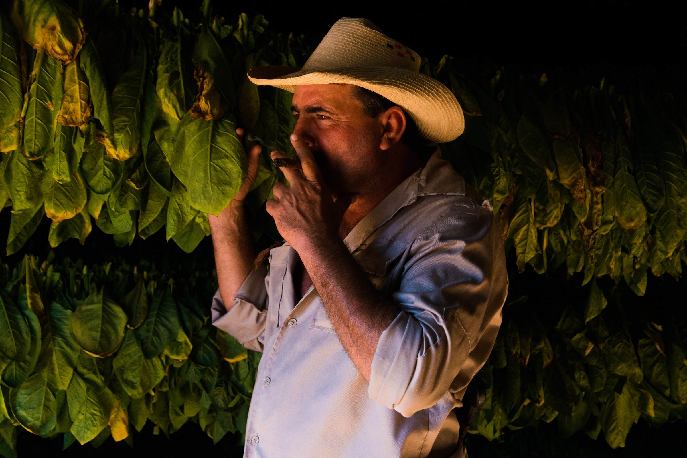 A man in a straw hat lit from one side by a single soft light among hanging tobacco leaves