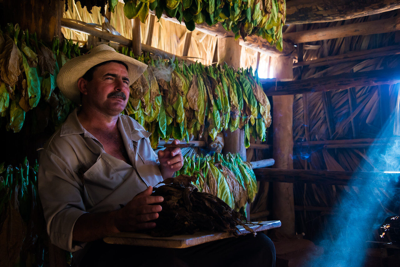 Man with a cigar seated among hanging tobacco leaves in a dim barn