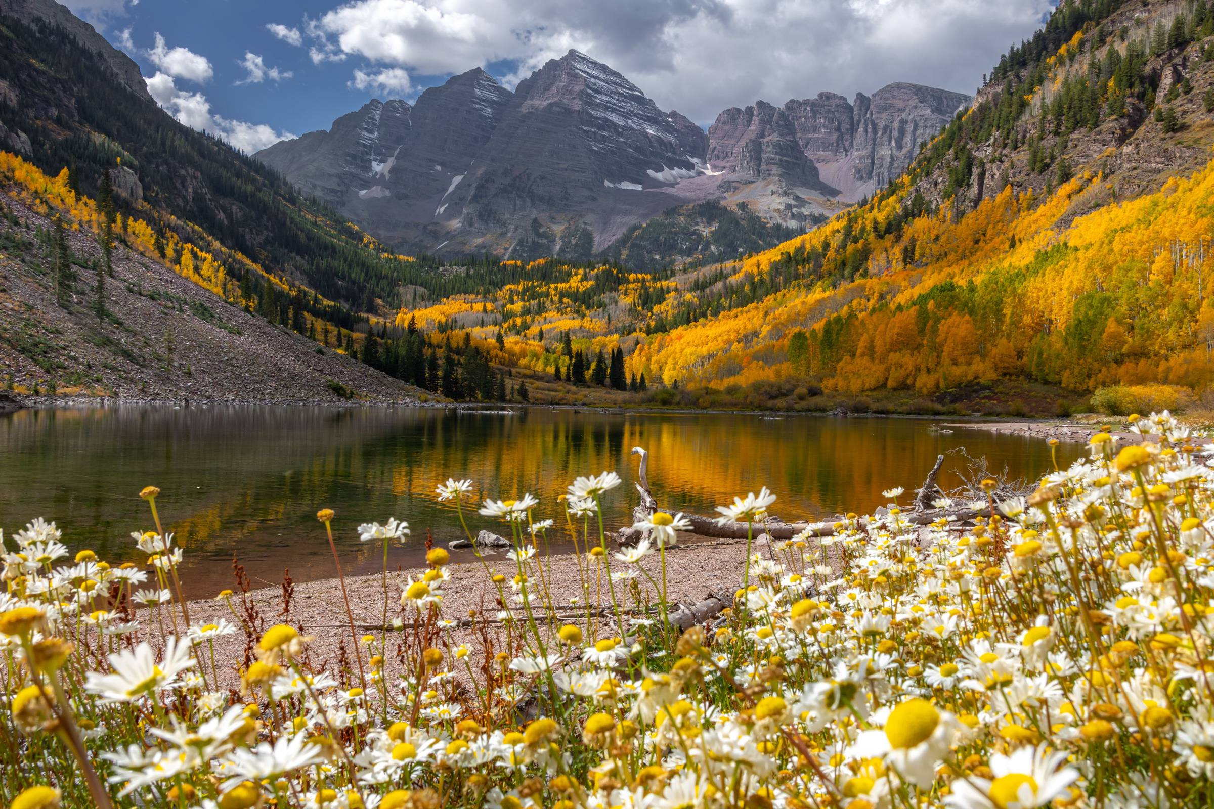 Maroon Bells above an autumn lake with pale flowers in the foreground