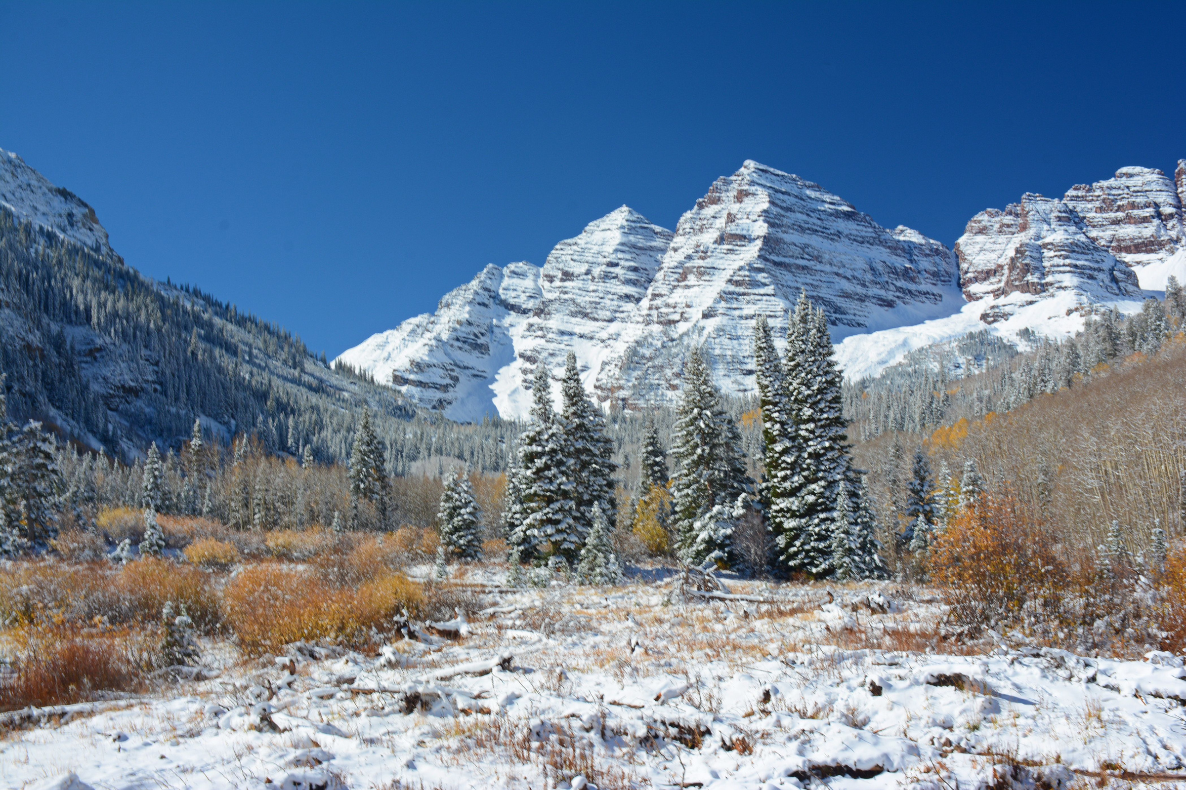 Snow-covered Maroon Bells above snowy conifers and autumn vegetation