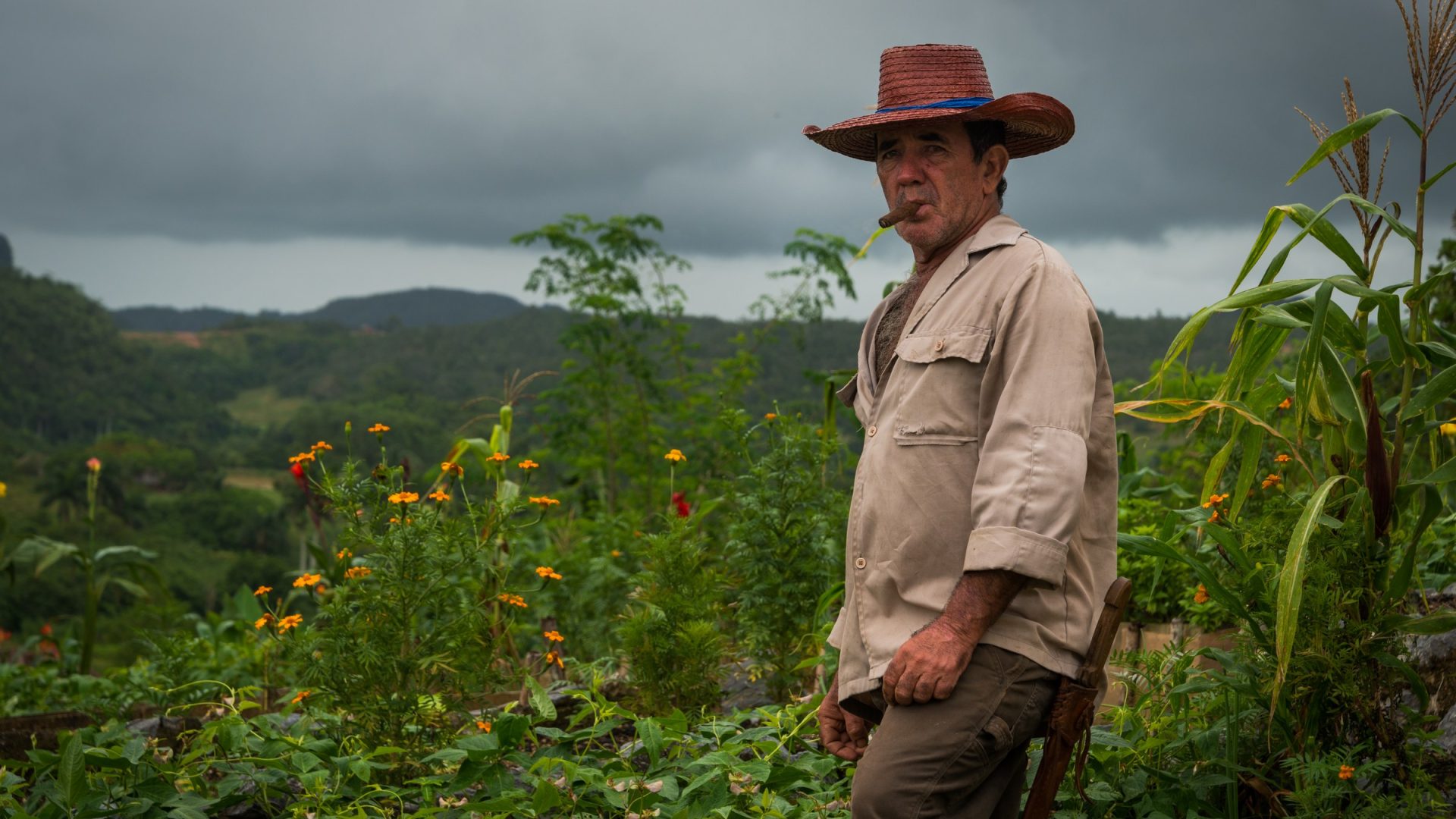 Man in a straw hat and khaki shirt with a cigar standing among flowering plants under an overcast sky in rural Cuba