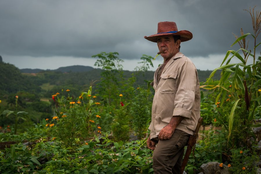 Man in a straw hat and khaki shirt with a cigar standing among flowering plants under an overcast sky in rural Cuba