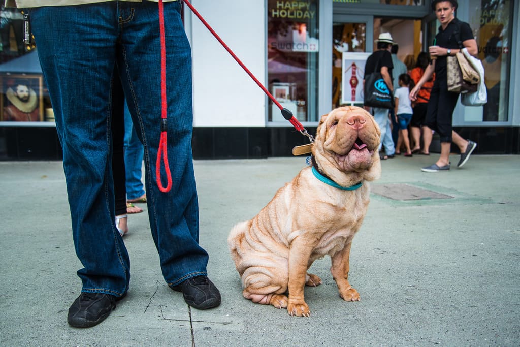 Dog sitting on a red lead beside a person on a sidewalk