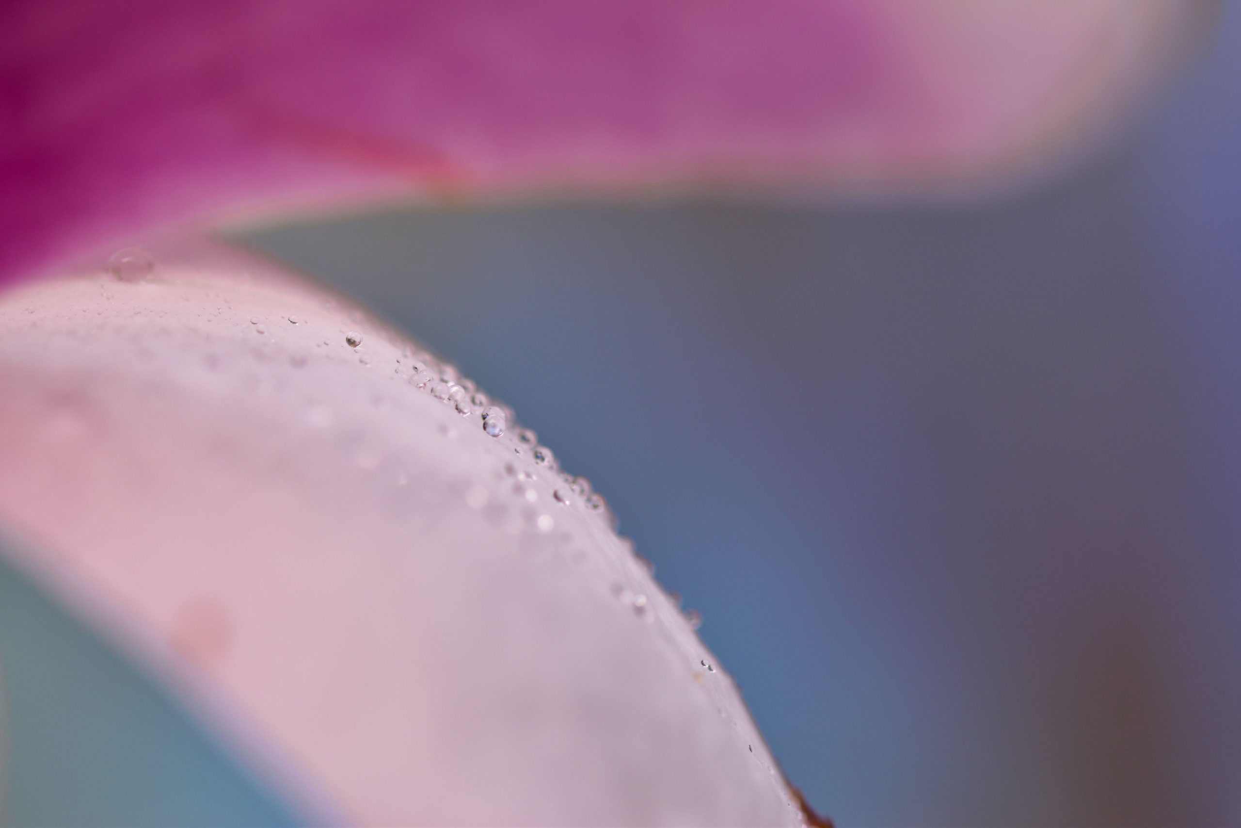 Dew droplets on a pink flower petal in an extreme close-up. (Stock photo, illustrative.)