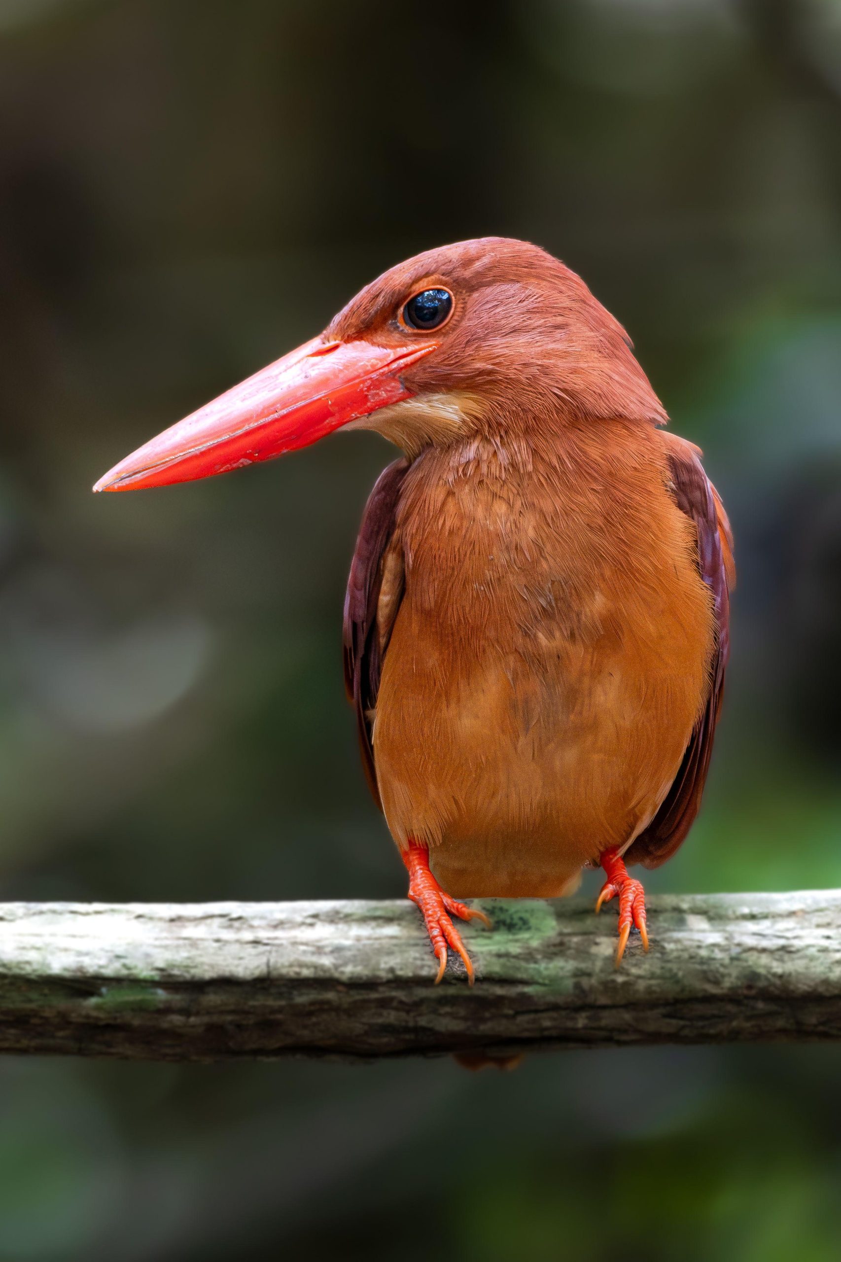 Kingfisher with an orange bill perched on a branch. (Stock photo, illustrative.)