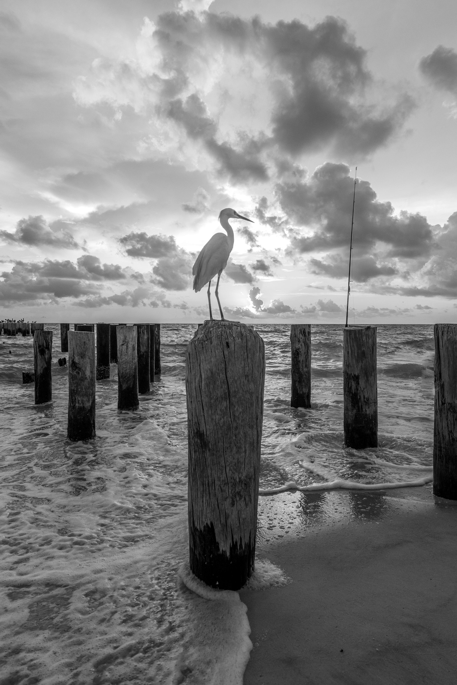 Black and white photograph of an egret perched on an old wooden pier post at Naples, Florida, with clouds above