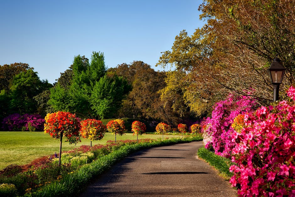 An image showing a camera focusing on a small flower in the background with a blurred foreground and background, demonstrating the concept of depth of field.