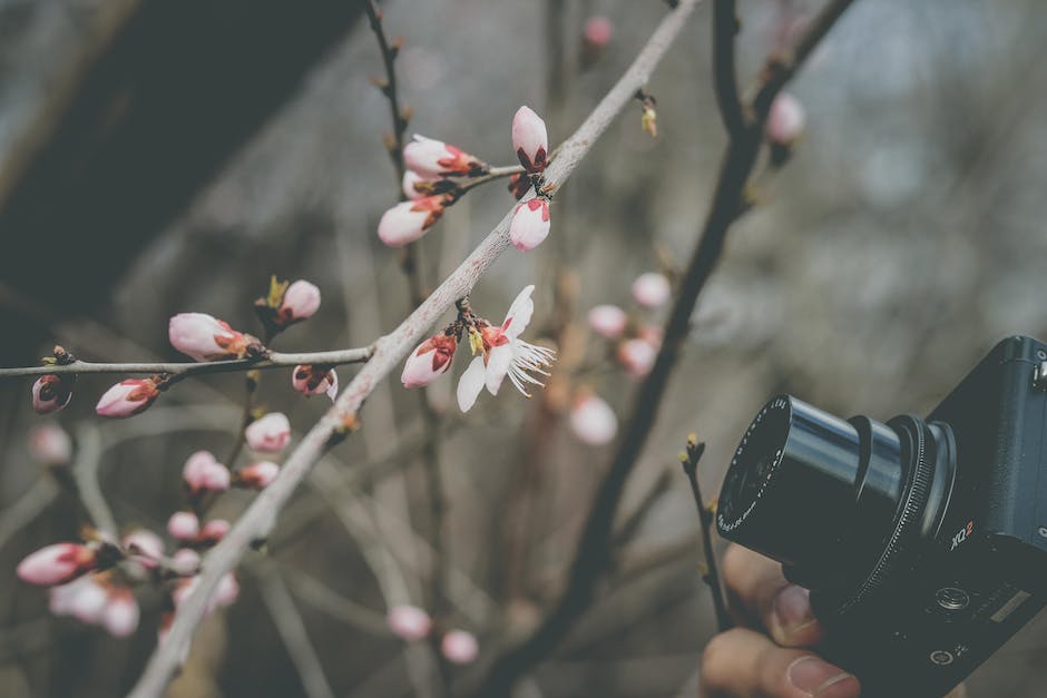 An image of a camera lens focusing on a flower, representing depth of field in photography