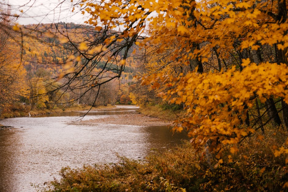 Vibrant high gloss metal print of a serene autumn forest scene, with golden sunlight filtering through colorful orange and yellow leaves, reflecting off a peaceful river winding through the trees.